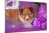 Shetland Sheepdog Puppy Lying in Purple-Zandria Muench Beraldo-Mounted Photographic Print