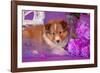 Shetland Sheepdog Puppy Lying in Purple-Zandria Muench Beraldo-Framed Photographic Print