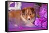 Shetland Sheepdog Puppy Lying in Purple-Zandria Muench Beraldo-Framed Stretched Canvas