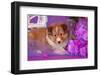 Shetland Sheepdog Puppy Lying in Purple-Zandria Muench Beraldo-Framed Photographic Print