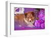 Shetland Sheepdog Puppy Lying in Purple-Zandria Muench Beraldo-Framed Photographic Print