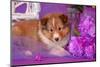 Shetland Sheepdog Puppy Lying in Purple-Zandria Muench Beraldo-Mounted Photographic Print