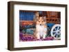 Shetland Sheepdog Puppy Sitting by Small Wooden Wagon-Zandria Muench Beraldo-Framed Photographic Print