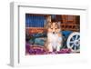 Shetland Sheepdog Puppy Sitting by Small Wooden Wagon-Zandria Muench Beraldo-Framed Photographic Print