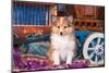 Shetland Sheepdog Puppy Sitting by Small Wooden Wagon-Zandria Muench Beraldo-Mounted Photographic Print