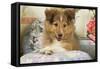 Shetland Sheepdog Puppy-null-Framed Stretched Canvas