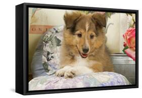 Shetland Sheepdog Puppy-null-Framed Stretched Canvas