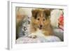 Shetland Sheepdog Puppy-null-Framed Photographic Print