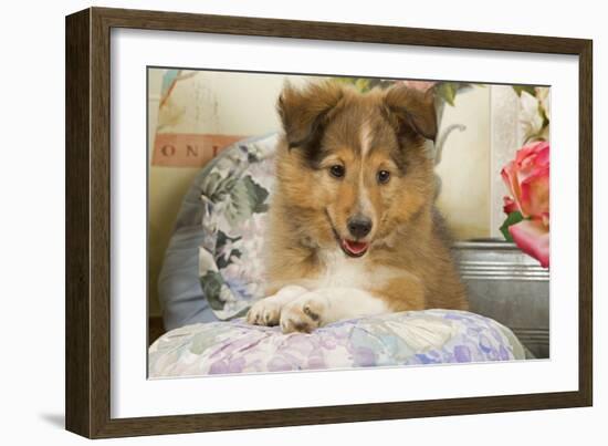 Shetland Sheepdog Puppy-null-Framed Photographic Print