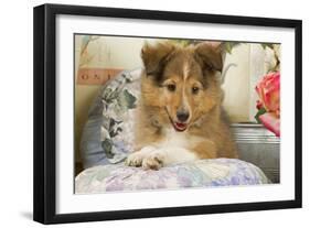 Shetland Sheepdog Puppy-null-Framed Photographic Print