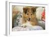 Shetland Sheepdog Puppy-null-Framed Photographic Print