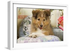 Shetland Sheepdog Puppy-null-Framed Photographic Print