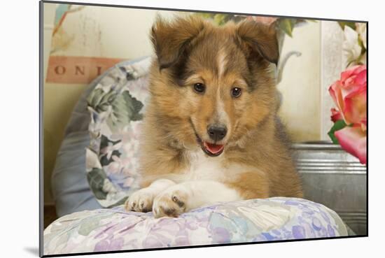 Shetland Sheepdog Puppy-null-Mounted Photographic Print