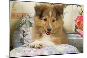 Shetland Sheepdog Puppy-null-Mounted Photographic Print