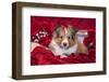 Shetland Sheepdog puppy-Zandria Muench Beraldo-Framed Photographic Print