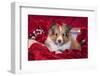 Shetland Sheepdog puppy-Zandria Muench Beraldo-Framed Photographic Print