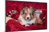 Shetland Sheepdog puppy-Zandria Muench Beraldo-Mounted Photographic Print