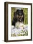 Shetland sheepdog running, Connecticut, USA-Lynn M. Stone-Framed Photographic Print