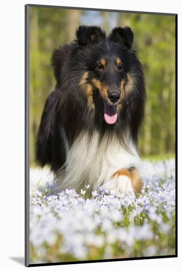 Shetland sheepdog running, Connecticut, USA-Lynn M. Stone-Mounted Photographic Print