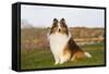 Shetland Sheepdog(S) in Autumn, Waterford, Connecticut, USA-Lynn M^ Stone-Framed Stretched Canvas