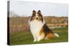 Shetland Sheepdog(S) in Autumn, Waterford, Connecticut, USA-Lynn M^ Stone-Stretched Canvas