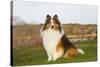 Shetland Sheepdog(S) in Autumn, Waterford, Connecticut, USA-Lynn M^ Stone-Stretched Canvas