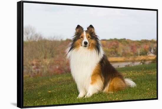Shetland Sheepdog(S) in Autumn, Waterford, Connecticut, USA-Lynn M^ Stone-Framed Stretched Canvas
