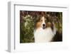 Shetland Sheepdog(S) in Autumn, Waterford, Connecticut, USA-Lynn M^ Stone-Framed Photographic Print