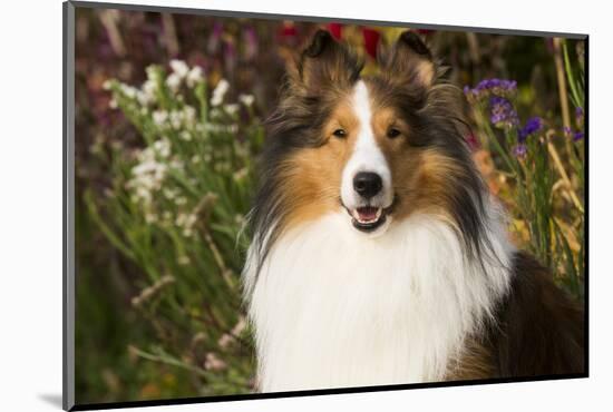 Shetland Sheepdog(S) in Autumn, Waterford, Connecticut, USA-Lynn M^ Stone-Mounted Photographic Print