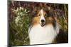 Shetland Sheepdog(S) in Autumn, Waterford, Connecticut, USA-Lynn M^ Stone-Mounted Photographic Print