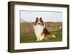 Shetland Sheepdog(S) in Autumn, Waterford, Connecticut, USA-Lynn M^ Stone-Framed Photographic Print