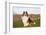 Shetland Sheepdog(S) in Autumn, Waterford, Connecticut, USA-Lynn M^ Stone-Framed Photographic Print