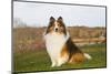 Shetland Sheepdog(S) in Autumn, Waterford, Connecticut, USA-Lynn M^ Stone-Mounted Photographic Print