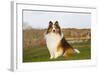 Shetland Sheepdog(S) in Autumn, Waterford, Connecticut, USA-Lynn M^ Stone-Framed Photographic Print