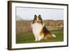 Shetland Sheepdog(S) in Autumn, Waterford, Connecticut, USA-Lynn M^ Stone-Framed Photographic Print