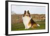 Shetland Sheepdog(S) in Autumn, Waterford, Connecticut, USA-Lynn M^ Stone-Framed Photographic Print