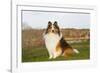 Shetland Sheepdog(S) in Autumn, Waterford, Connecticut, USA-Lynn M^ Stone-Framed Photographic Print