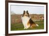 Shetland Sheepdog(S) in Autumn, Waterford, Connecticut, USA-Lynn M^ Stone-Framed Photographic Print