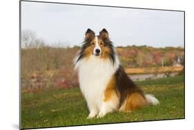 Shetland Sheepdog(S) in Autumn, Waterford, Connecticut, USA-Lynn M^ Stone-Mounted Photographic Print