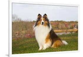 Shetland Sheepdog(S) in Autumn, Waterford, Connecticut, USA-Lynn M^ Stone-Framed Photographic Print