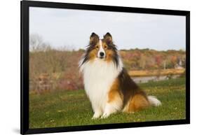 Shetland Sheepdog(S) in Autumn, Waterford, Connecticut, USA-Lynn M^ Stone-Framed Photographic Print