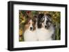 Shetland Sheepdog(S) in Autumn, Waterford, Connecticut, USA-Lynn M^ Stone-Framed Photographic Print