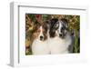 Shetland Sheepdog(S) in Autumn, Waterford, Connecticut, USA-Lynn M^ Stone-Framed Photographic Print