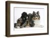 Shetland Sheepdog, Sapphire, and Shetland Sheepdog X Poodle Puppies, 7 Weeks-Mark Taylor-Framed Photographic Print