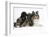 Shetland Sheepdog, Sapphire, and Shetland Sheepdog X Poodle Puppies, 7 Weeks-Mark Taylor-Framed Photographic Print