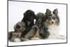 Shetland Sheepdog, Sapphire, and Shetland Sheepdog X Poodle Puppies, 7 Weeks-Mark Taylor-Mounted Photographic Print