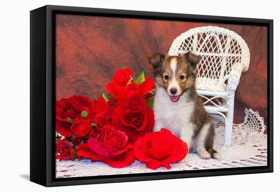 Shetland Sheepdog Sitting by a White Wicker Chair with Red Roses-Zandria Muench Beraldo-Framed Stretched Canvas