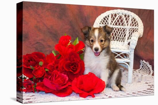 Shetland Sheepdog Sitting by a White Wicker Chair with Red Roses-Zandria Muench Beraldo-Stretched Canvas