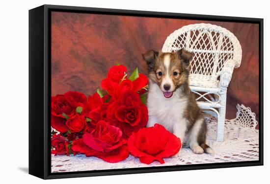 Shetland Sheepdog Sitting by a White Wicker Chair with Red Roses-Zandria Muench Beraldo-Framed Stretched Canvas