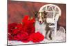 Shetland Sheepdog Sitting by a White Wicker Chair with Red Roses-Zandria Muench Beraldo-Mounted Photographic Print